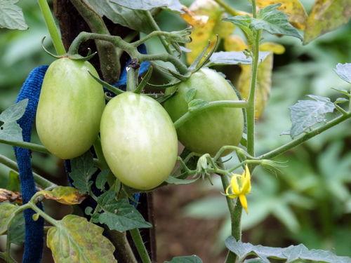 种瓜得瓜今日吃瓜  第3张