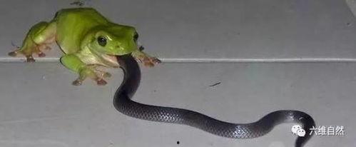 男的跟蛇吃瓜,男子与蛇共食瓜果的惊险一幕 第1张 男的跟蛇吃瓜,男子与蛇共食瓜果的惊险一幕 第1张