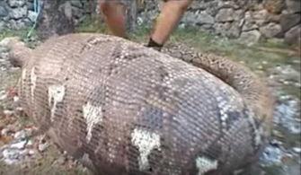 男的跟蛇吃瓜,男子与蛇共食瓜果的惊险一幕 第2张 男的跟蛇吃瓜,男子与蛇共食瓜果的惊险一幕 第2张