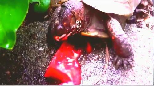 各类吃瓜视频合集,盘点那些让人笑到肚子疼的吃瓜视频合集  第1张