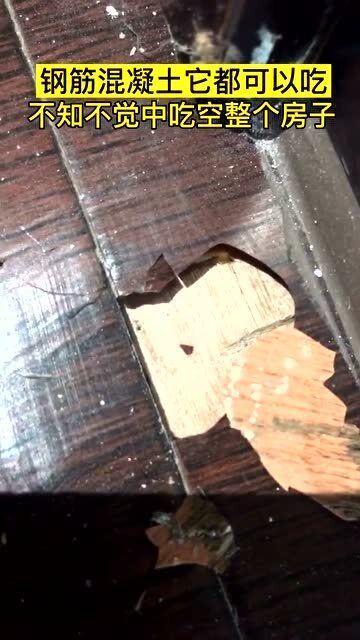 钢筋混凝土吃瓜,建筑奇迹中的“吃瓜”力量 第2张 钢筋混凝土吃瓜,建筑奇迹中的“吃瓜”力量 第2张