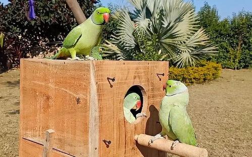 小瓜被鸟吃,一场与鸟儿的悲剧邂逅 第1张 小瓜被鸟吃,一场与鸟儿的悲剧邂逅 第1张