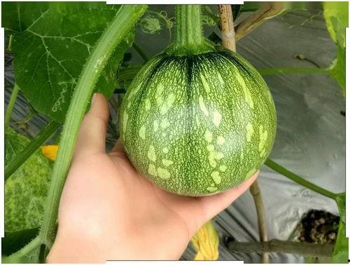 小苏苏吃瓜,揭秘娱乐圈那些不为人知的幕后故事  第1张