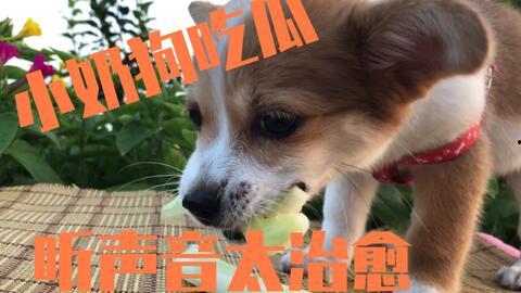 成都崇州吃瓜狗,探寻成都美食背后的趣味故事 第3张 成都崇州吃瓜狗,探寻成都美食背后的趣味故事 第3张