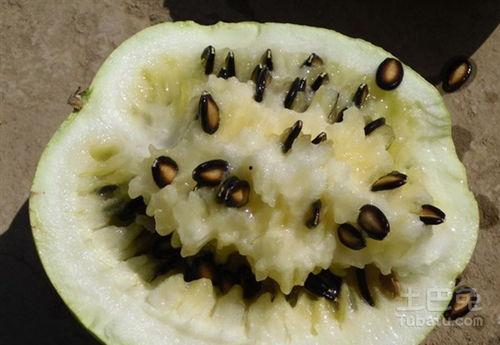 吃炒籽瓜的危害,健康饮食需谨慎 第1张 吃炒籽瓜的危害,健康饮食需谨慎 第1张