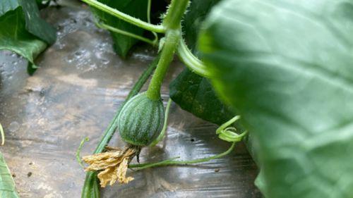 甘肃小时候吃蔓瓜,蔓瓜飘香,回味无穷 第1张 甘肃小时候吃蔓瓜,蔓瓜飘香,回味无穷 第1张