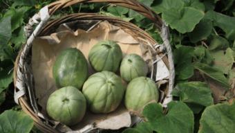 甘肃小时候吃蔓瓜,蔓瓜飘香,回味无穷 第3张 甘肃小时候吃蔓瓜,蔓瓜飘香,回味无穷 第3张