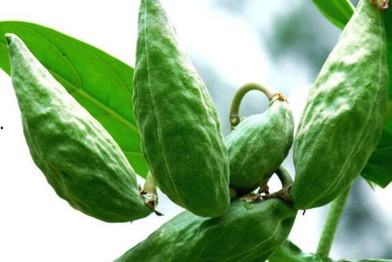 吃角瓜的功效,养生保健，健康生活新选择”  第1张