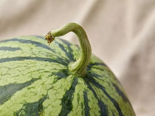 上海吃瓜文化公司,揭秘都市里的“瓜田”盛景  第3张