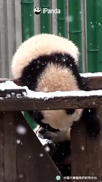 吃瓜小熊新娘 第1张 吃瓜小熊新娘 第1张