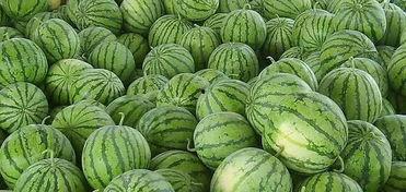 江南太子吃瓜,揭秘宫廷秘闻背后的真相 第1张 江南太子吃瓜,揭秘宫廷秘闻背后的真相 第1张