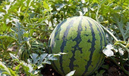 江南太子吃瓜,揭秘宫廷秘闻背后的真相 第2张 江南太子吃瓜,揭秘宫廷秘闻背后的真相 第2张