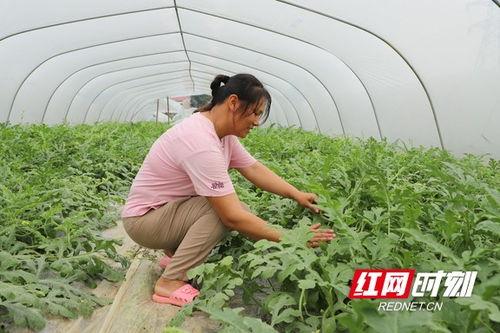 林城大棚吃瓜,林城大棚里的甜蜜瓜香之旅 第2张 林城大棚吃瓜,林城大棚里的甜蜜瓜香之旅 第2张