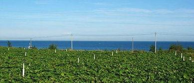 吃瓜的不同境界,吃瓜境界的升华之旅  第1张