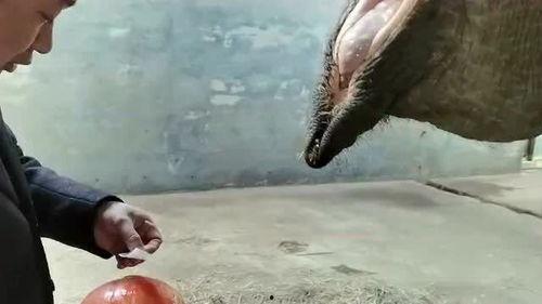 吃瓜盟主说大象,大象背后的故事与传奇 第1张 吃瓜盟主说大象,大象背后的故事与传奇 第1张