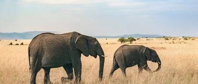 吃瓜盟主说大象,大象背后的故事与传奇 第3张 吃瓜盟主说大象,大象背后的故事与传奇 第3张