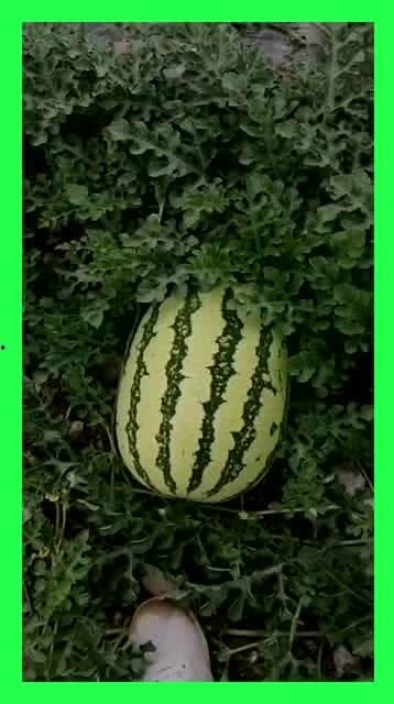 仙居吃瓜基地电话,揭秘吃瓜基地的秘密电话之旅  第1张