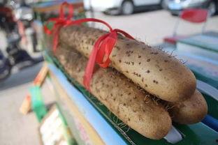 吃瓜王和瓜王一样吗,揭秘两者之间的异同 第1张 吃瓜王和瓜王一样吗,揭秘两者之间的异同 第1张