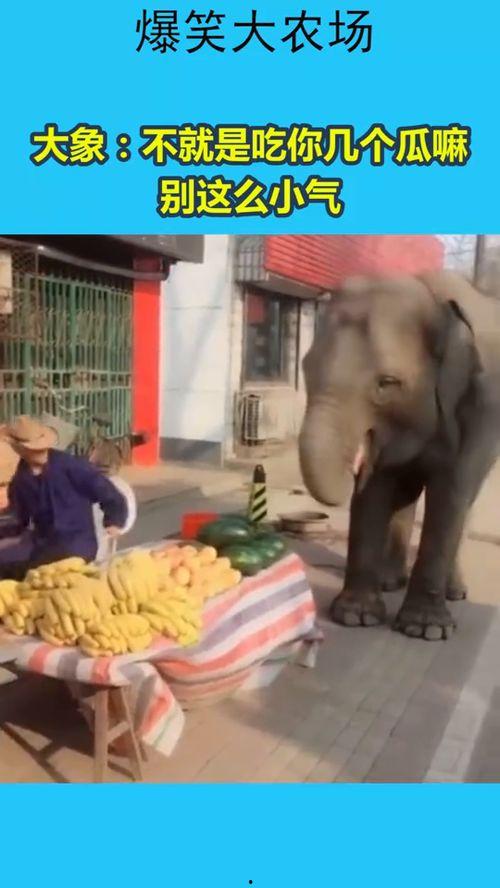 吃瓜的象 第2张 吃瓜的象 第2张