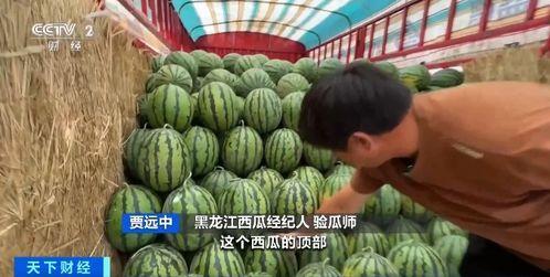 桥圩吃瓜,瓜香四溢，共享欢乐时光  第3张