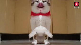 可爱小派吃瓜视频,趣味横生的瓜界风云  第3张