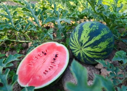 天吃瓜的季节,揭秘吃瓜季的美食盛宴  第3张